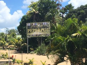 Peperpot natural trail Suriname Commewijne