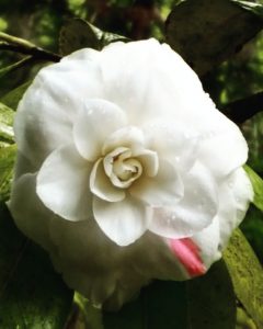 Witte roos Clingendael Japanse tuin