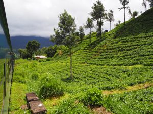 Theeplantages Sri Lanka
