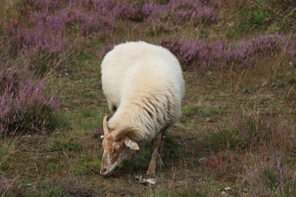 Schapen Posbank