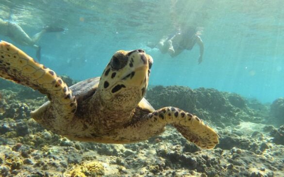 Schildpad Gili