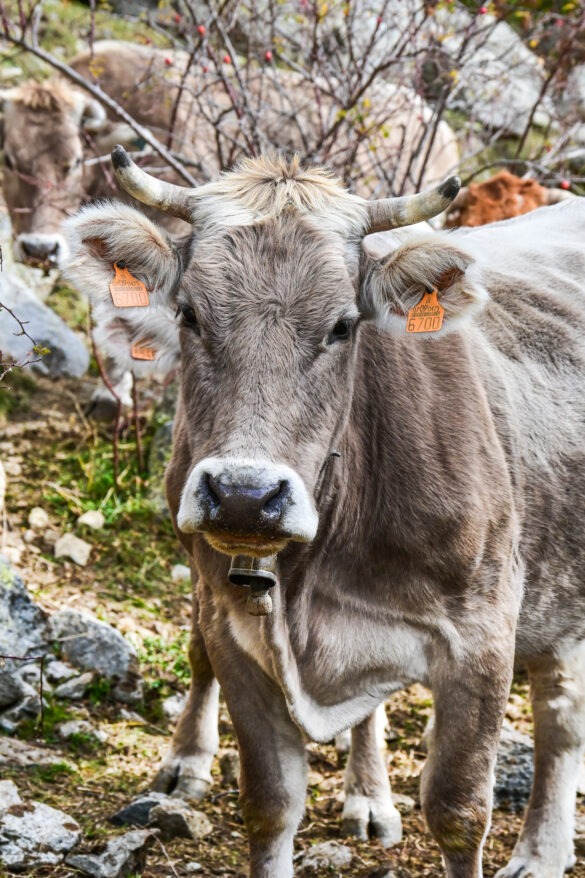 National Park Aigüestortes National Park Aigüestortes